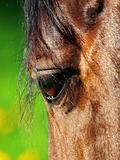 beautiful eye of horse