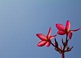 Frangipani flowers close up on blue sky