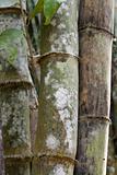 Stems bamboo tree in white mildew