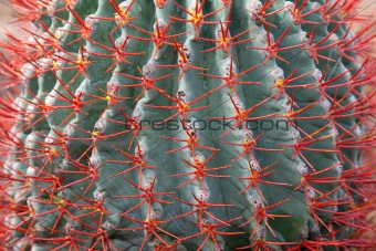Blue cactus with red needle