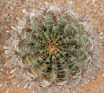 Cactus with sharp needle