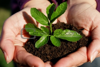 Plant on hands