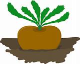 Turnip growing in garden - vector illustration