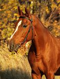 portrait of red horse