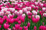 Carpet of tulips