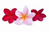 Red and pink  Plumeria flowers
