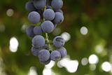Blue grapes in the garden