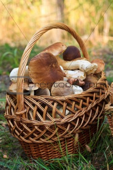 basket with porcini mushrooms