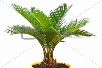 sago palm