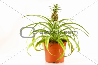 Bromeliad pineapple
