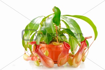 nepenthes coccinea