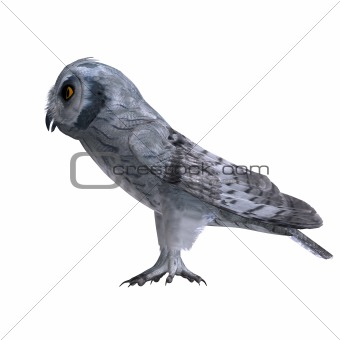 Scops Owl Bird