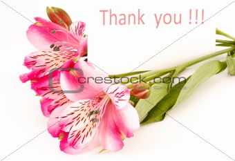 `Thank you`