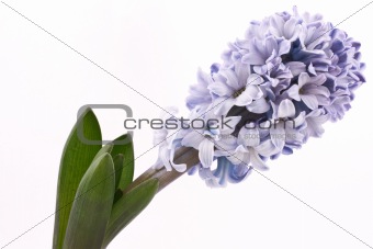  Hyacinth