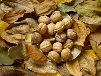 leaves and nuts