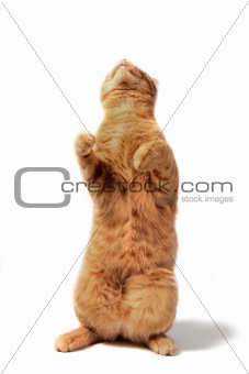 ginger cat up