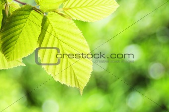 green summer leaves