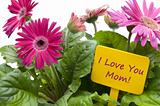 Happy Mothers Day with Flowers
