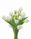 White tulips isolated on white background
