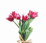 Red tulips with water drops isolated on white