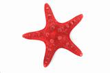 red sea star 