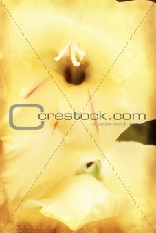 Yellow gladiolus on grunge texture