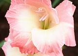 Pink and white gladiolus