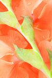Orange gladiolus 