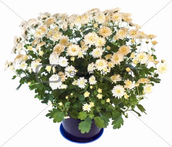 White chrysanthemum in flowerpot