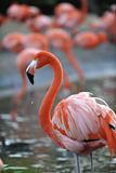 Portrait of a pink flamingo with drops.