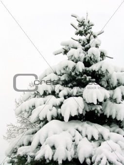 Snow-covered fur-tree