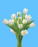 White tulips isolated on blue background