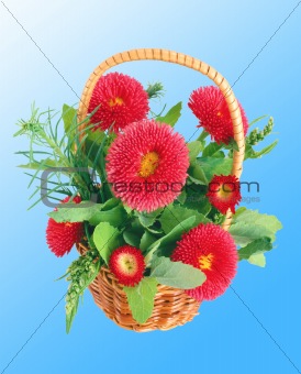 Red aster flower bouquet isolated on blue background