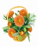 Orange aster flower bouquet isolated on white background