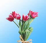Red tulips with water drops over blue background