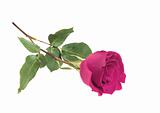 Pink rose closeup isolated on white