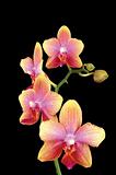Beautiful yellow orchid isolated on black background