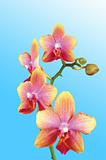 Beautiful yellow orchid over light blue background
