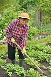 Senior woman gardening - hoeing potatoes