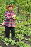 Senior woman gardening - hoeing potatoes