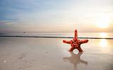 Red Starfish on the beachfront