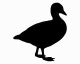 Domestic Goose silhouette