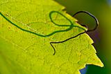 leaf of grapevine