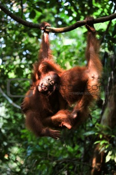 Baby orangutan (Pongo pygmaeus) play.  