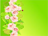 Green background with roses