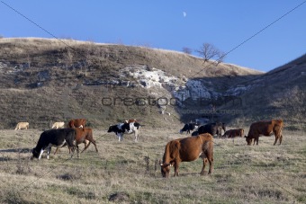cows under the moon