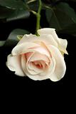 cream rose isolated on black