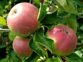 growing apples