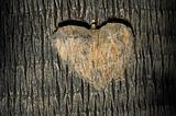 heart carved in tree trunk