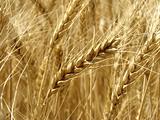 wheat field fragment